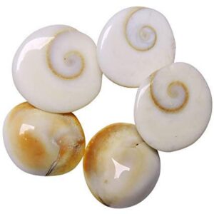 Gomati Chakra for Lakshmi Pooja, Wealth, Luck, Astrology